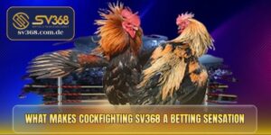Cockfighting SV368 ignites thrilling live betting action