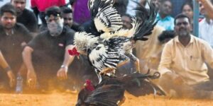 Online Cockfighting Betting Basics Plus Strategies
