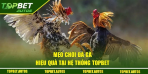 Topbet Cockfighting – A thrilling arena for cockfights, spectacular fighting techniques, and top-notch entertainment.