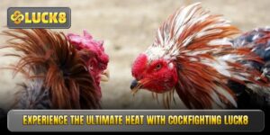 Cockfighting luck8 – Professional Arena For Top Masters