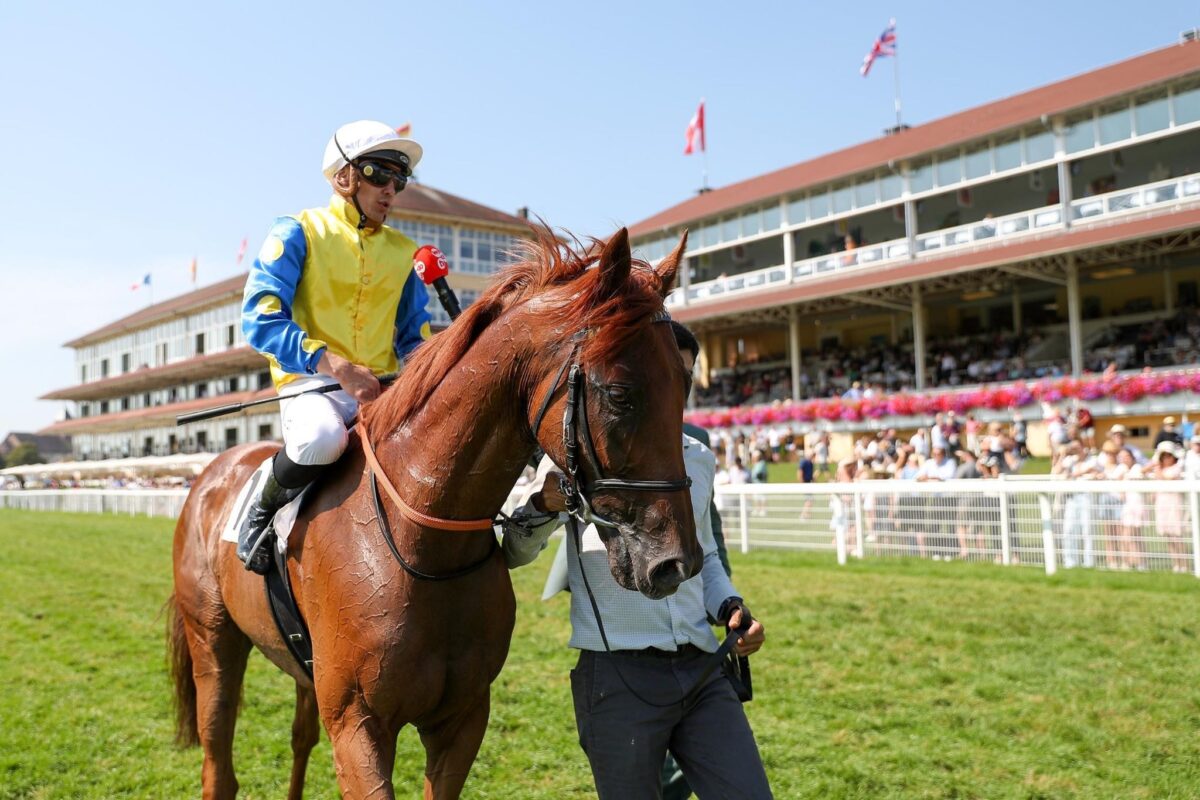 Alt: Racehorse with jockey walking through the paddock before a horse race